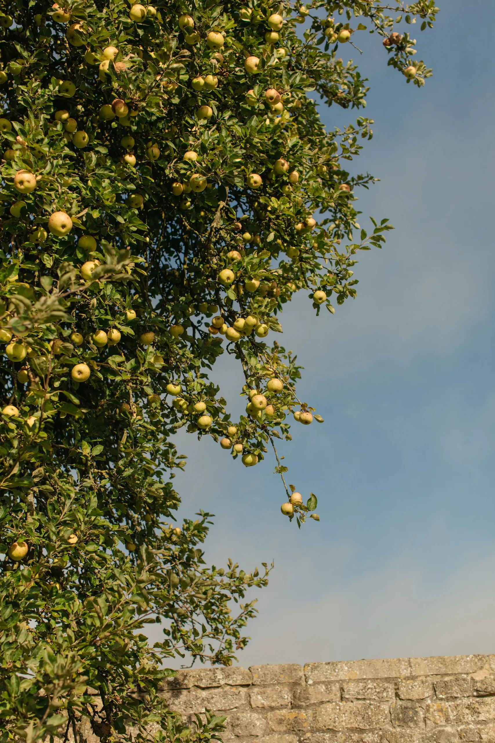 Apple trees, Bruton